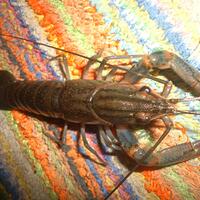 serba-serbi-lobster-air-tawar-crayfish---crawfish