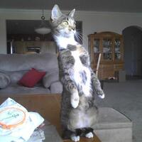 foto-foto-kspresi-kucing-kaget-yang-bikin-ngakak--ngakak-inside