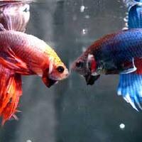 10-jajanan-sd-yang-nggak-bisa-dimakan-tapi-laku