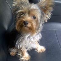 yorkie-loversmasuk-sini-dunk