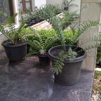 forum-diskusi-sikas-encephalartos--tanaman-purba