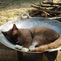 cat-lovers-kaskus-read-page-1-first---part-4