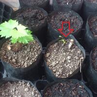 kampung-anggur----part-1