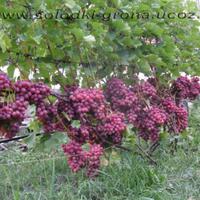 kampung-anggur----part-1