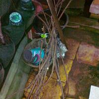 kampung-anggur----part-1