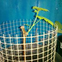 kampung-anggur----part-1