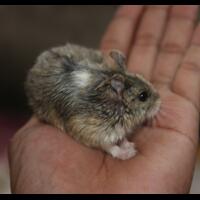 new-hamster-lovers---part-2