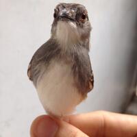 prinia-familiaris-ciblek-the-little-fighter