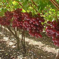 kampung-anggur----part-1