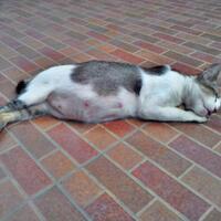 post-kucing-agan2-yu-kita-share--pecinta-kucing