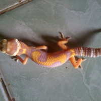 9788new-ask-about-leopard-gecko9788