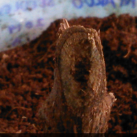 kampung-anggur----part-1