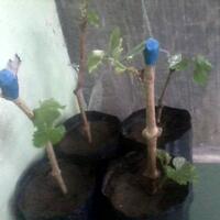 kampung-anggur----part-2