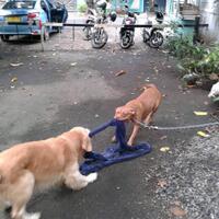 the-american-pitbull-lover039s---part-4