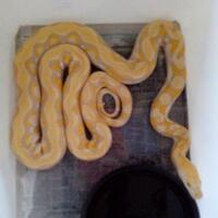 983098309830all-about-reticulated-python-ular-sanca-kembang983098309830