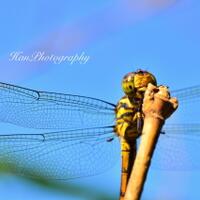 capung-di-indonesia-terancam-punah