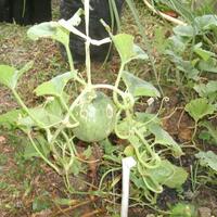 all-about-tanaman-rambat-bunga--buah-mandevilla-alamanda-markisa-dll