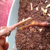 kampung-anggur----part-1