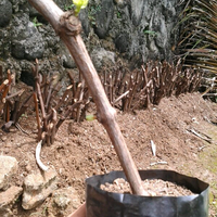 kampung-anggur----part-1