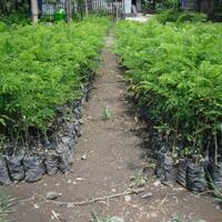 cari-investor-petani-bibit-di-jawa-tengah