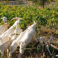 kampung-anggur----part-1