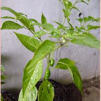 ayo-bertanam-cabe---hot--eksotis---part-1