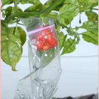 ayo-bertanam-cabe---hot--eksotis---part-1