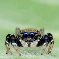 keindahan-laba-laba-saat--tertangkap--kamera