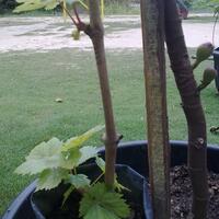 kampung-anggur----part-1