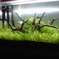 aquascape-for-everyone-learning-and-sharing---part-1