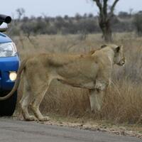 jalan-jalan-ke-taman-nasional-kruger-afrika-yuk