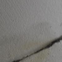 hewan-langka-masuk-rumah-ane-gan