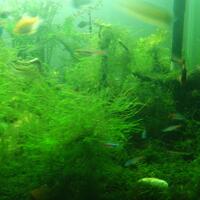 aquascape-for-everyone-learning-and-sharing---part-1