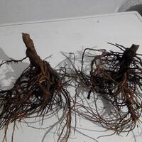 kampung-anggur----part-1