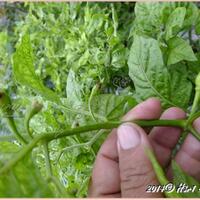 ayo-bertanam-cabe---hot--eksotis---part-1