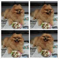 pomeranian-lovers---part-3