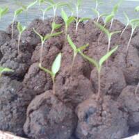 ayo-bertanam-cabe---hot--eksotis---part-1