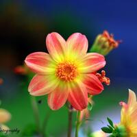 kampung-canoners---part-14