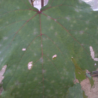 kampung-anggur----part-1