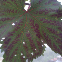 kampung-anggur----part-1