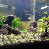 pet-lovers--1758-yang-hobi-meliharo-binatang-hewan-kumpul-disini-yeee-1758