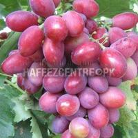 kampung-anggur----part-1