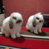 rcc-rabbit-lover---part-2