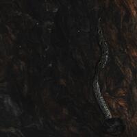 983098309830all-about-reticulated-python-ular-sanca-kembang983098309830