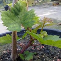 kampung-anggur----part-1