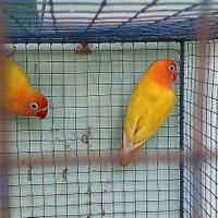 lovebird-lovers