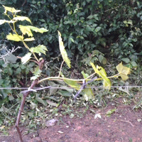 kampung-anggur----part-1