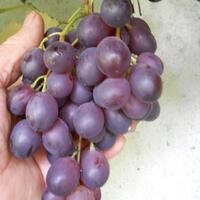 kampung-anggur----part-1