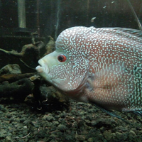 new-all-about-louhan