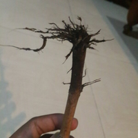 kampung-anggur----part-1